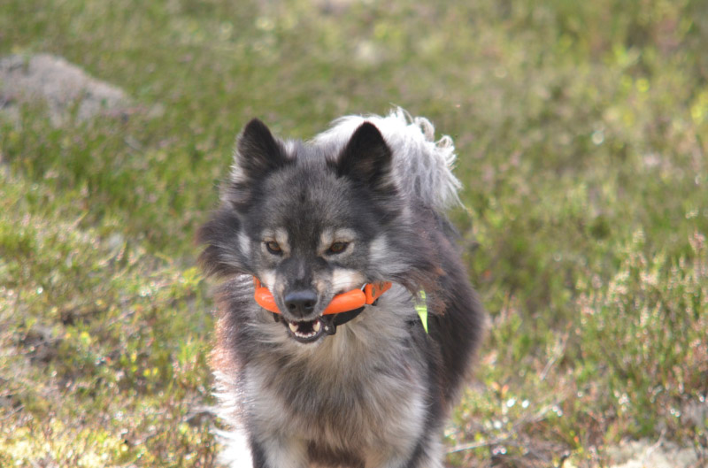 Fjelldronningens Goya Fine bilder av en lapphund som har blitt stor