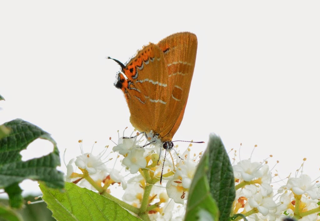 Bird Watching in Japan & Asia Butterflies in Maioka Koen (24 May, 2014)