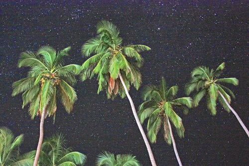 Night palms