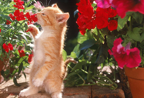 Cat Sniffing
