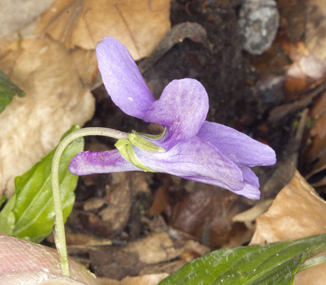 Early Dog Violet, Viola reichenbachiana.  One Tree Hill, 27 April 2012.