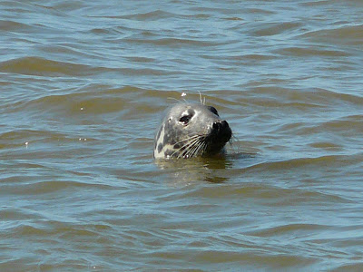 Grey Seal, Hilbre Island