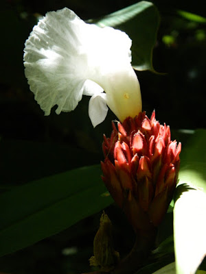 Crepe ginger Costus speciosus at Diamond Botanical Gardens Soufriere St. Lucia by garden muses-not another Toronto gardening blog