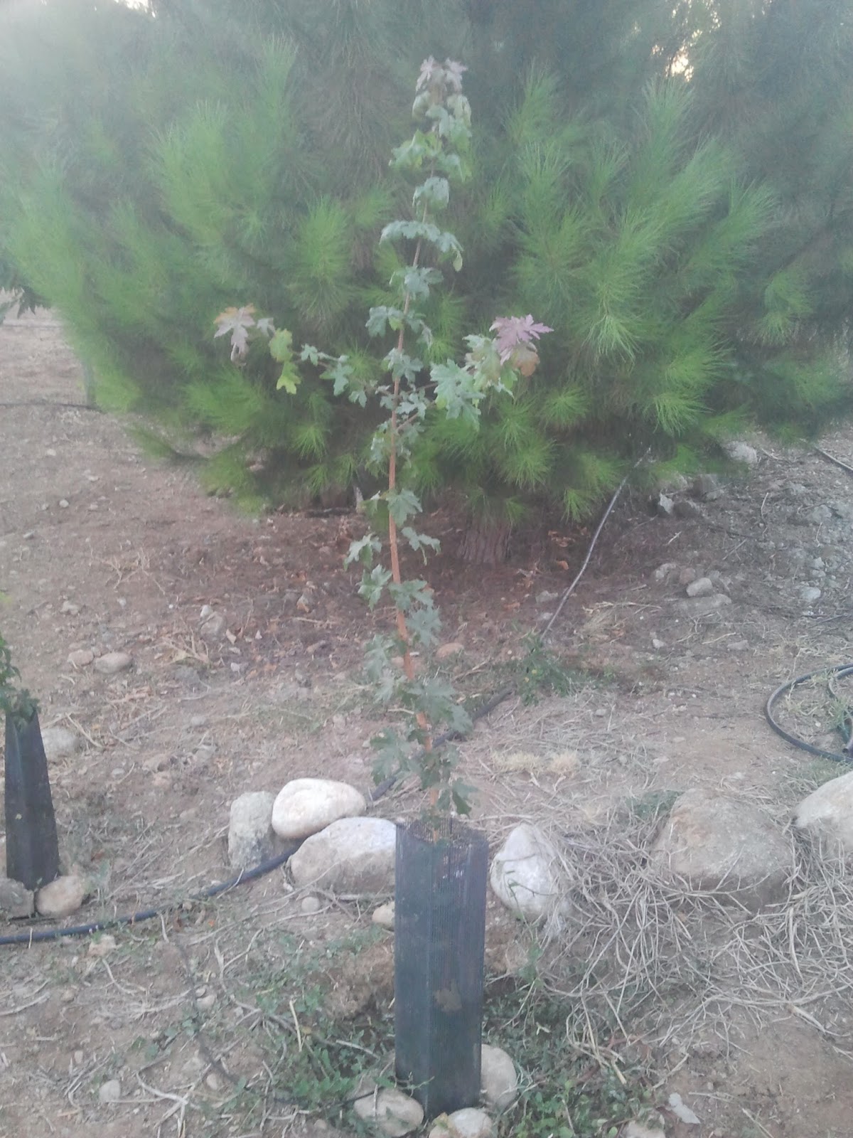 PLANTAR CIENTOS DE ARBOLES: MI ARBORETUM
