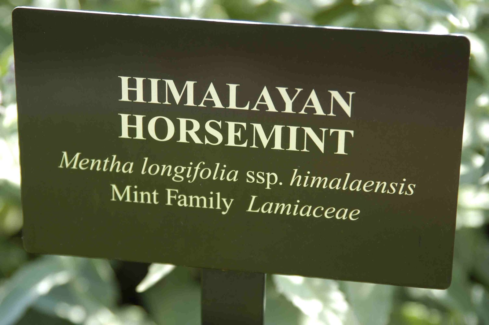 Horsemint Is Mentha Longifolia
