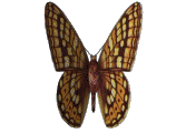 Flutterby means Butterfly~