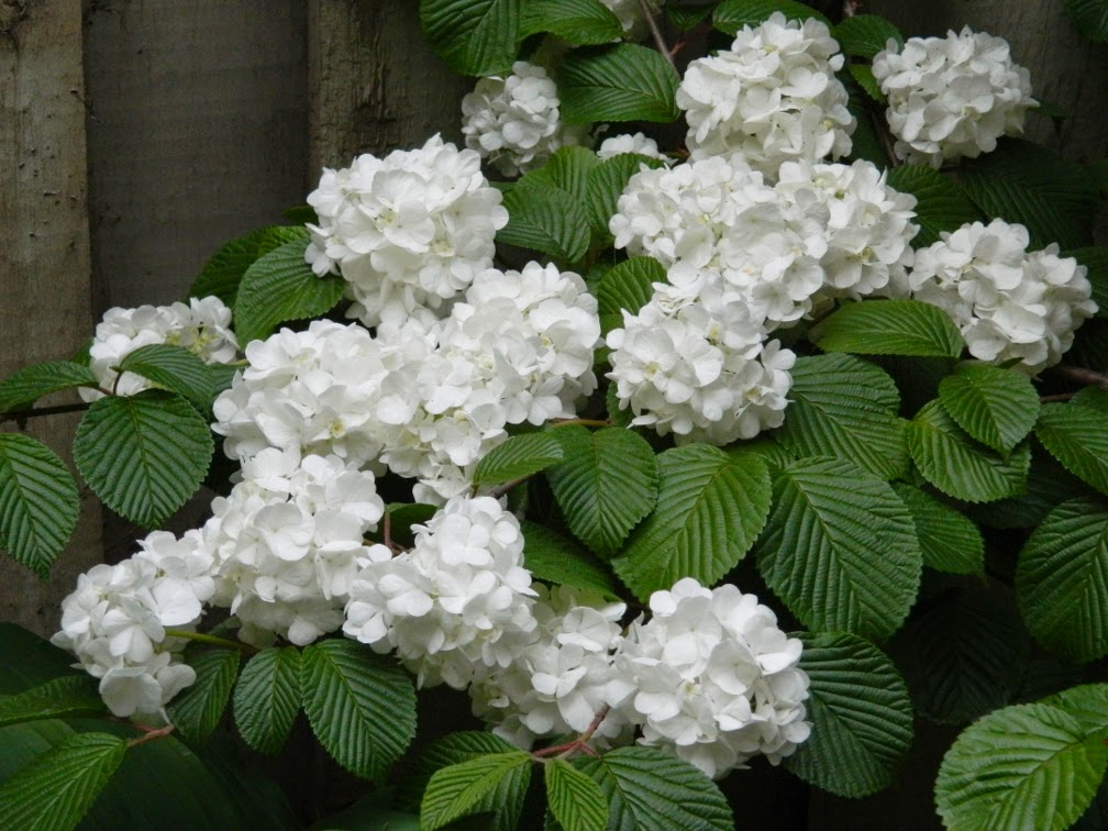 Seattle Garden Ideas Viburnums