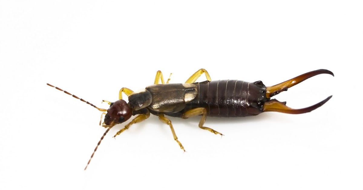 Arab Pest Control Earwigs (Forficula auricularia)