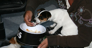 Hand feeding milk and honey bread Hand feeding milk and honey bread