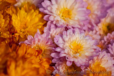 Flori Flowers close-up