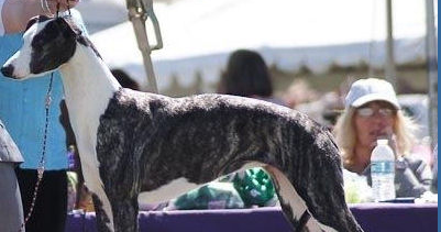 sporting fields whippets