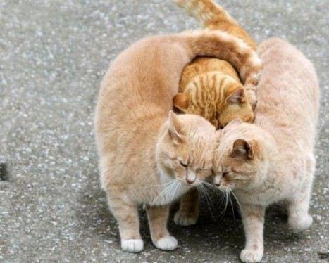 three+cats+hugging.jpg