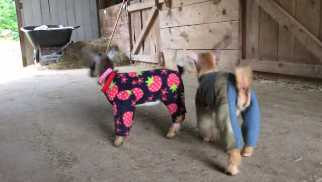 Goat Babies in Pajamas
