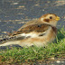 Snow Buntings - name that subspecies!