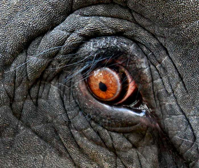 Stock Pictures Eye of the Elephant!
