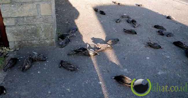 Hujan Bangkai Burung Jalak di Inggris Hujan Bangkai Burung Jalak di Inggris