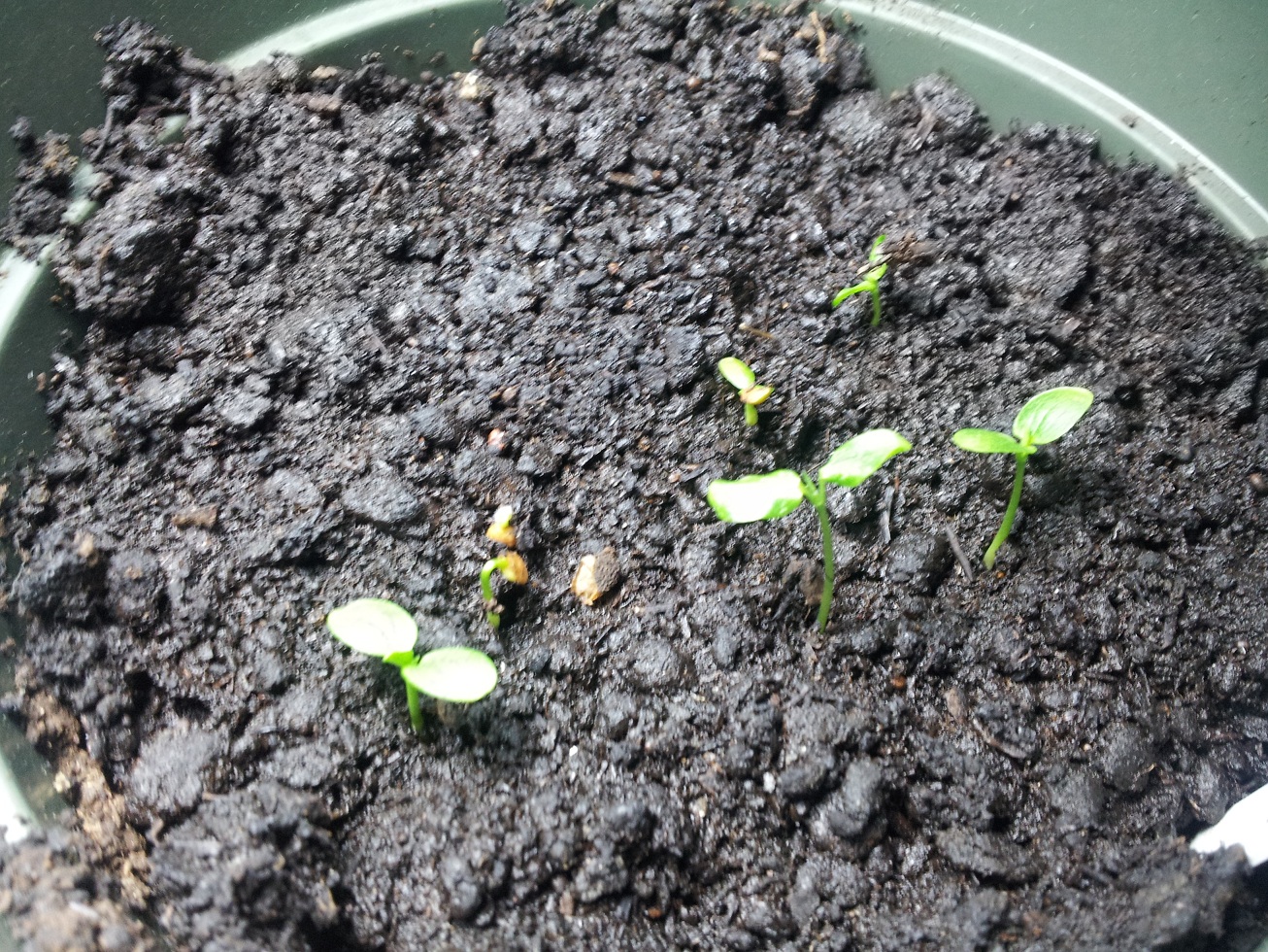 Plant Zone Seedlings!