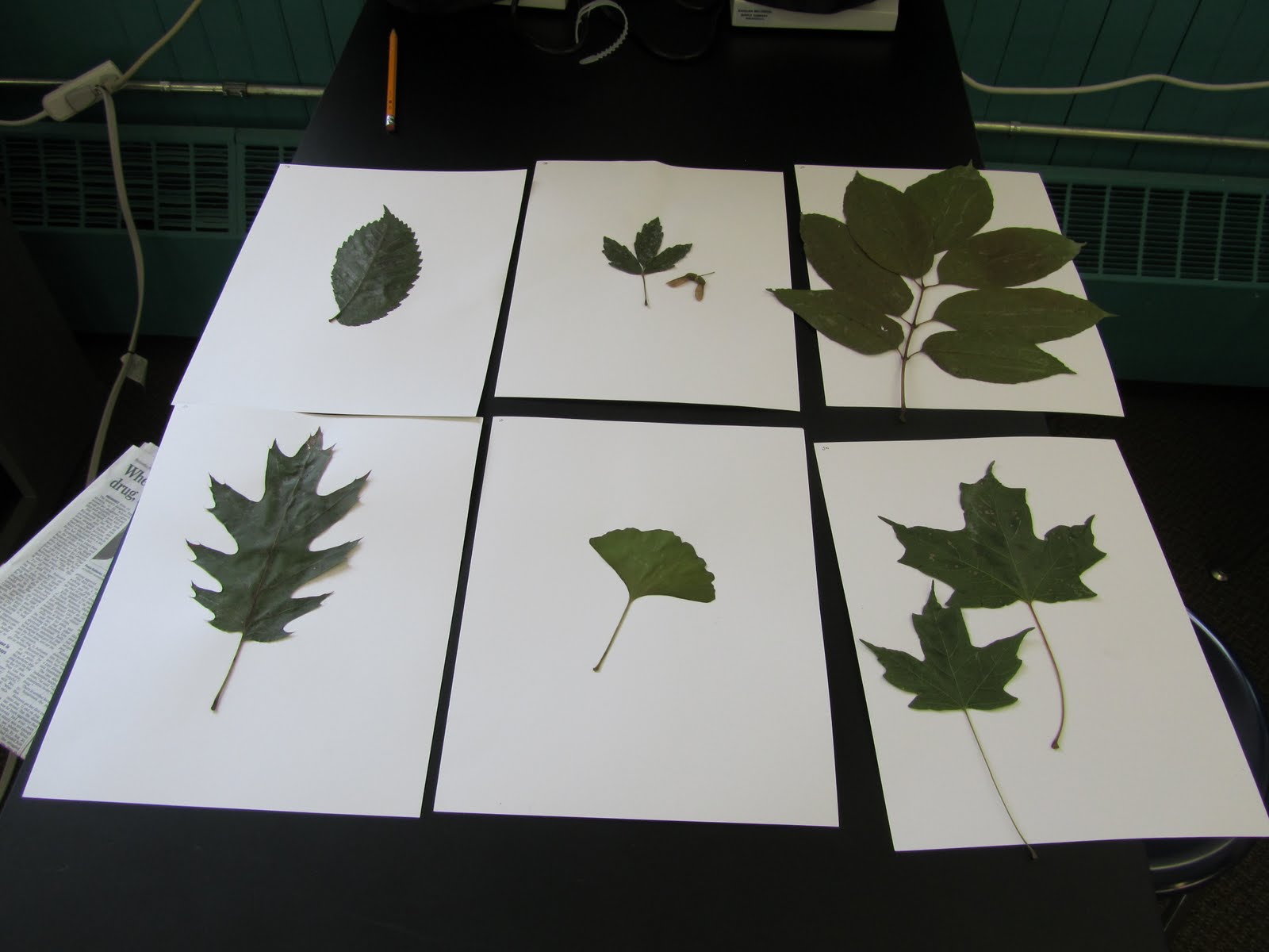 science, art, teaching, learning Dendrology Leaf Collection