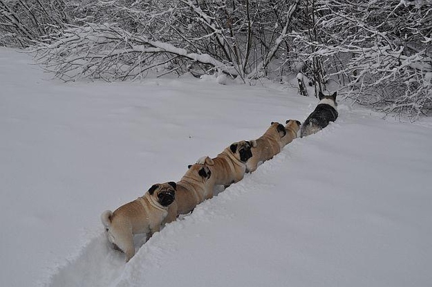 corgipugs.jpg