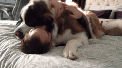 Funny animal gifs - part 158, funny gif, animal gif, best funny gifs