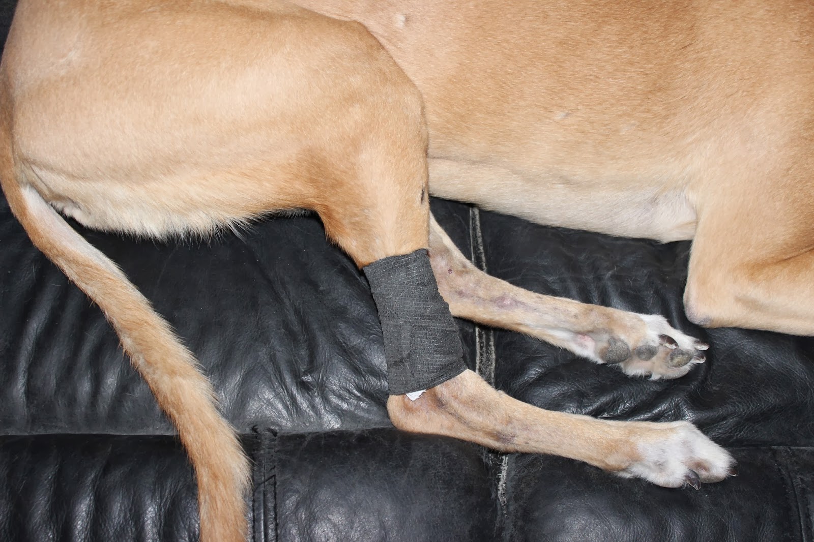 How To Wrap A Wound On A Dog's Side at Jestine Todd blog