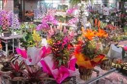 Shopping Penha (SP) realiza 14ª Feira de Flores Shopping Penha (SP) realiza 14ª Feira de Flores