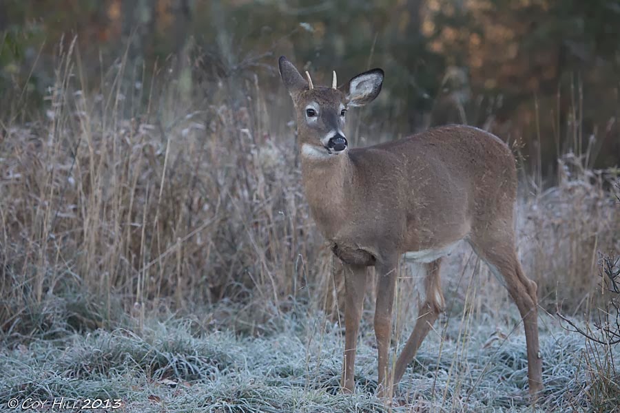 2006 whitetail report kansas rut