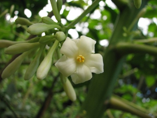 [Image: hoa-du-du-duc-chua-benh-2.jpg]