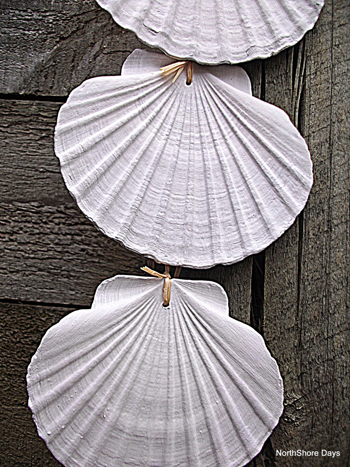NorthShore Days&hellip;..: Beautiful Hanging Shells&hellip;.
