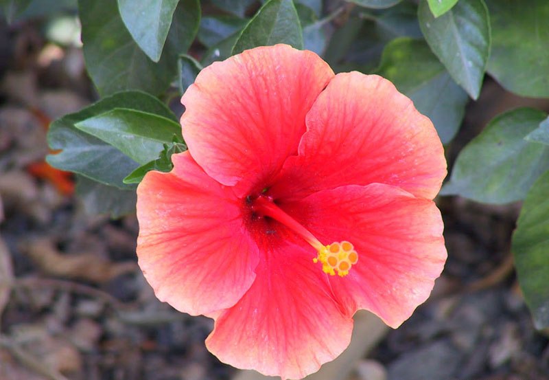 World Amazing Wallpapers: Flowers Wallpapers