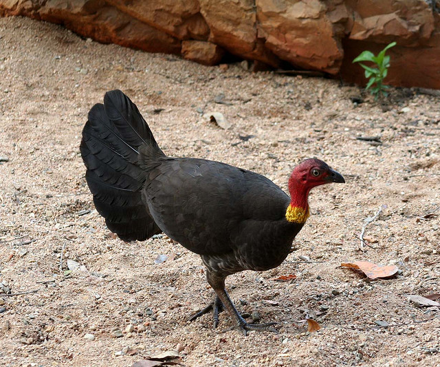All About Animal Wildlife Australian Brush Turkey Facts and ImagesPhotos