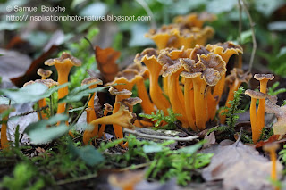 photo macro champignon orange