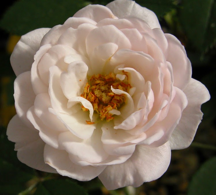 white roses beautiful white texas