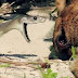 Black Mambas 07, Mamba vs Lion
