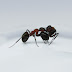 Chasing Bugs
