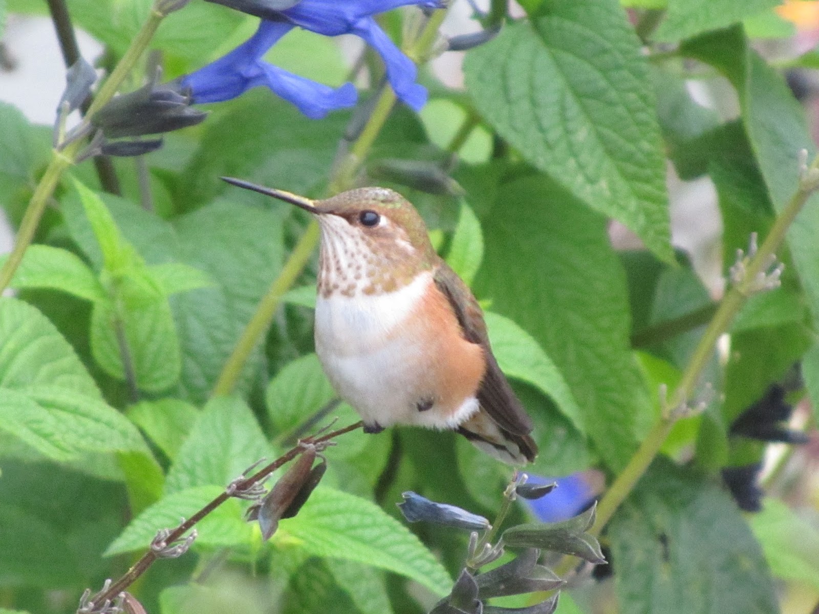 Four Hills of Squash Hummingbirds and the Black & Blue Salvia