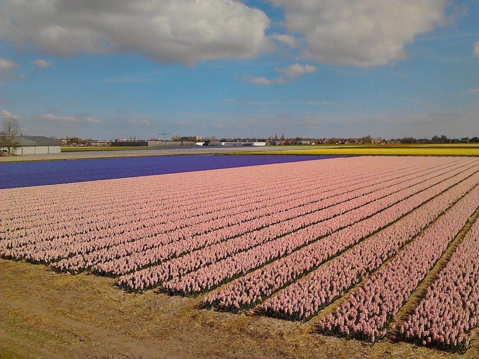 Taniguchi Nagayo 谷口長世