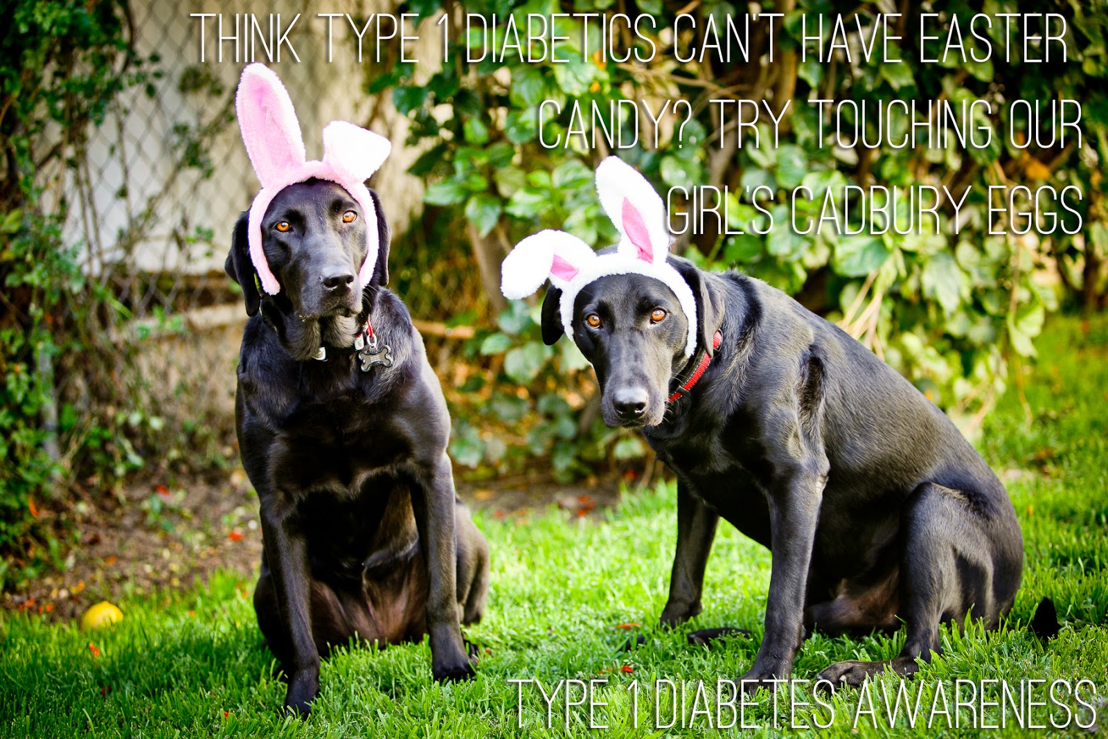 Can Dogs Eat Chocolate Myth Can Dogs Eat Chocolate Myth