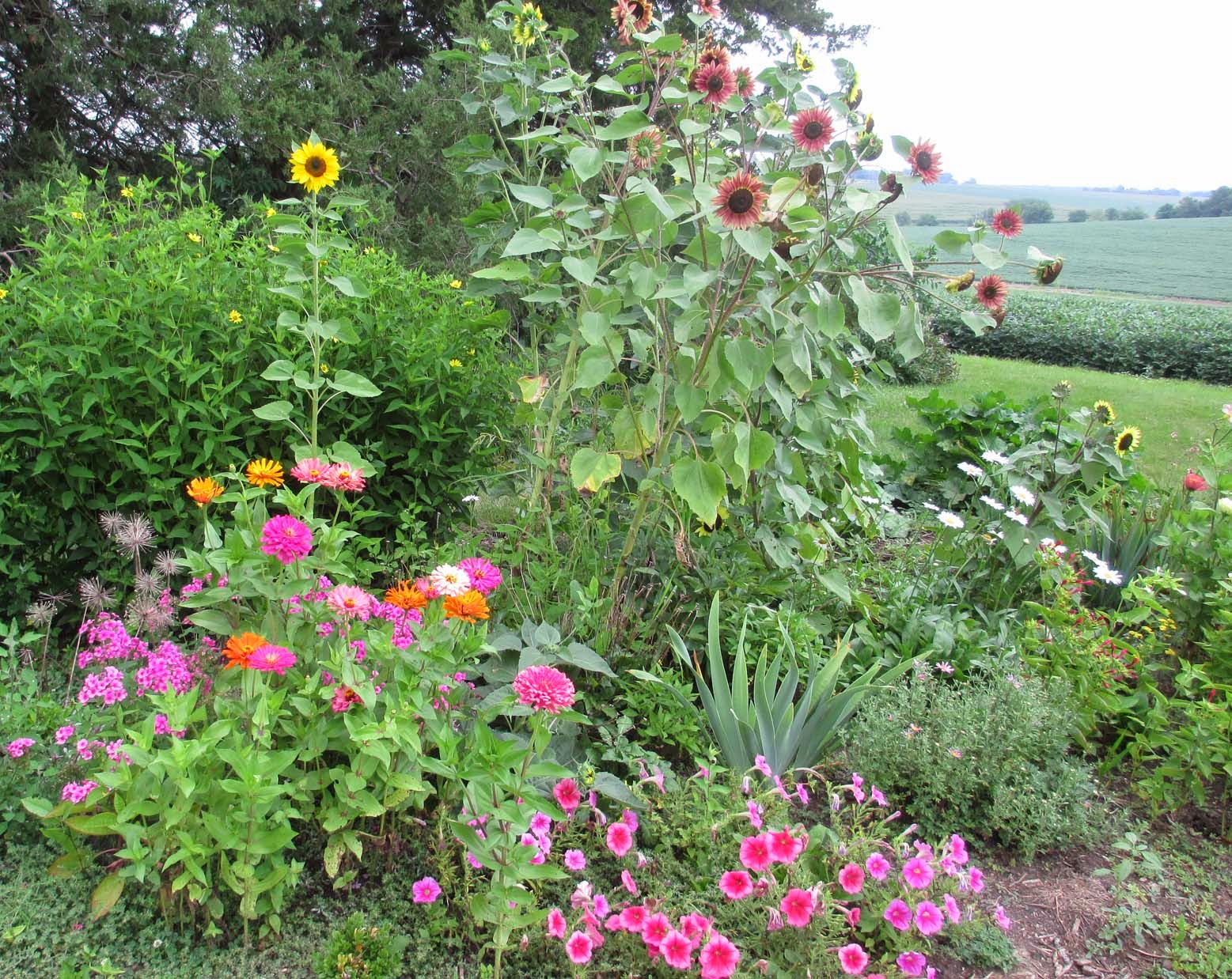 Garden Fancy Zinnia Time!