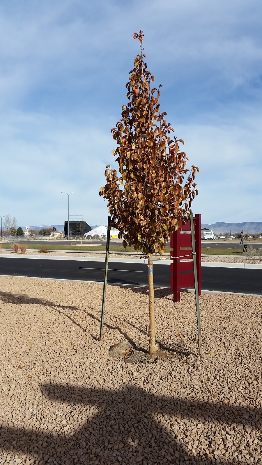 Co Horts Winter Watering Mulching