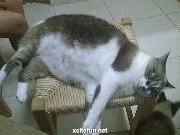 Funny Fat Cat New Photos 2012 | Funny Animals