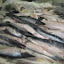 Belém: Prefeitura distribuiu peixe da Semana Santa para famílias carentes.