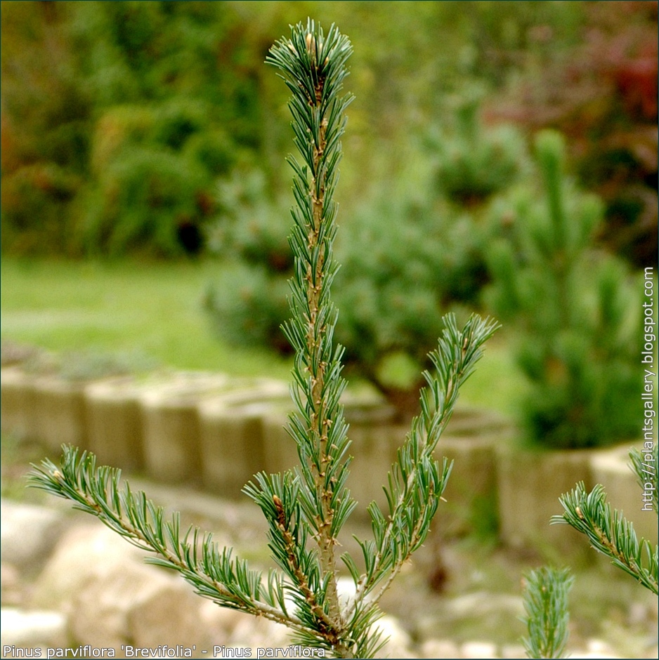 Pinus parviflora 'Brevifolia' needles - Sosna drobnokwiatowa igły