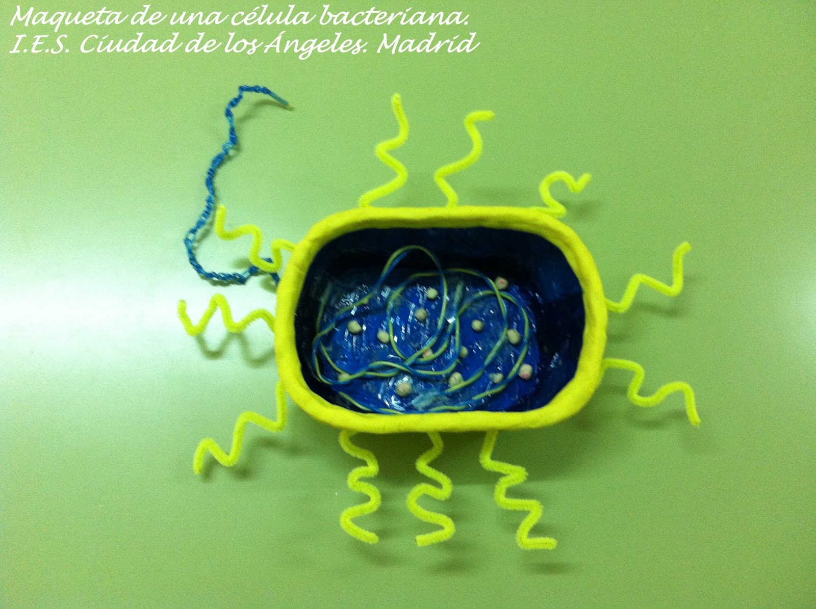 La maqueta de esta célula bacteriana ha sido realizada por los La maqueta de esta célula bacteriana ha sido realizada por los