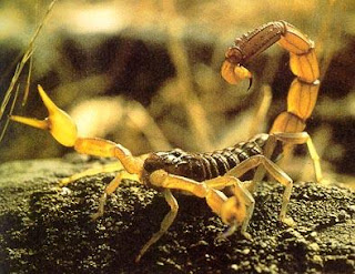 Escorpión o alacrán gringo Escorpión o alacrán gringo