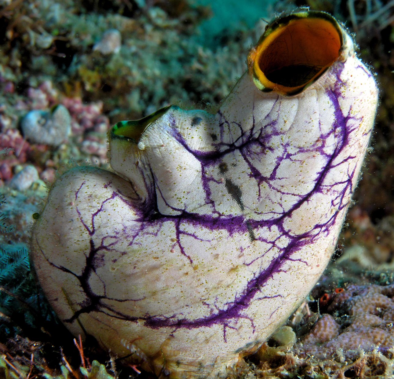 Type of Tunicate: Ascidiacea | What the FuHC!?