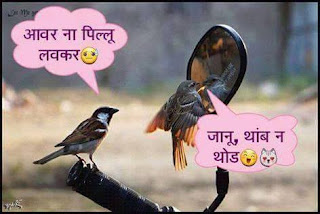 चिमणी पाखर चिमणी पाखर