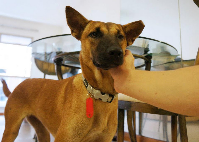 Ms Demeanour Singapore Stray dogs in Singapore? Yes..and they need saving!