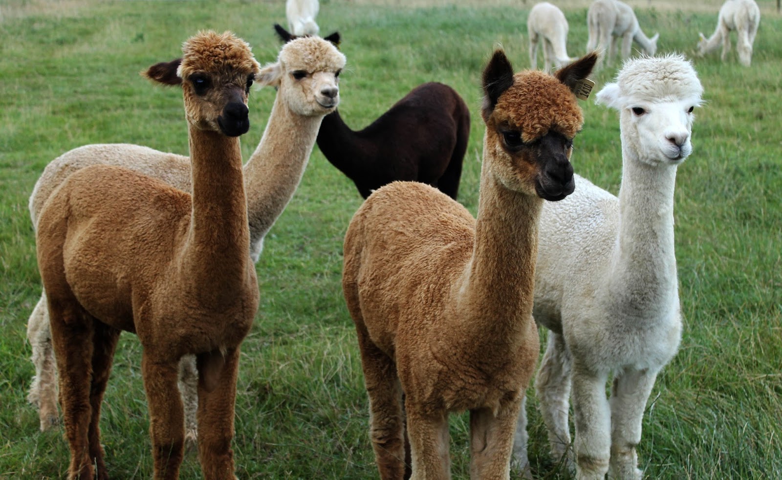 SallyStrawberry Visit to the Toft Alpaca farm
