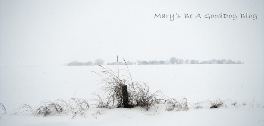 Mary's Be a GoodDog Blog
